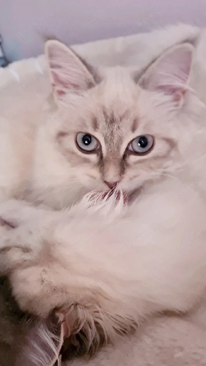 Das letzte Kätzchen aus dem Wurf sucht sich eine neue Familie!