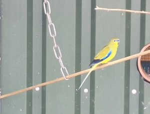 Schmucksittich Henne 2025 abzugeben