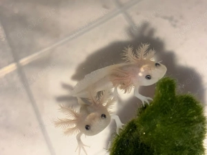 Axolotl babys 