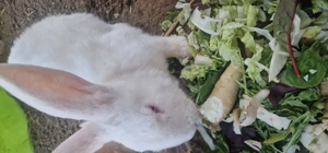 3 Neuseeländer Mischlinge