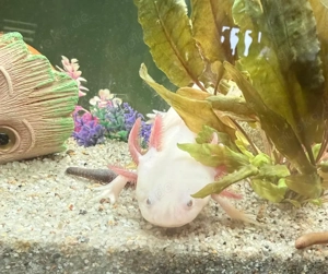 Axolotl Erwachsen