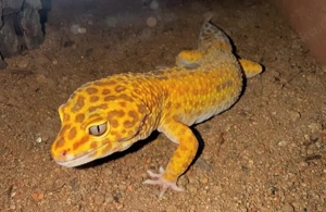 Leopardgecko (M)
