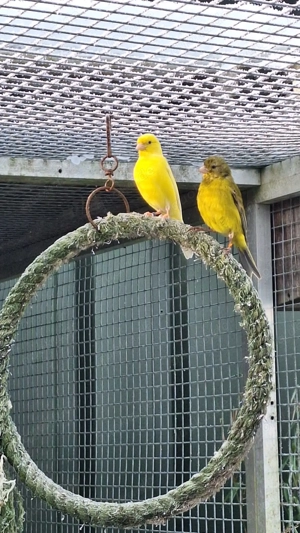Irish Fancy Kanarien abzugeben