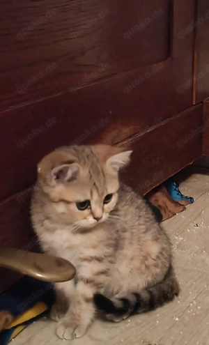 BKH, Britisch kurzhaar Kätzchen, Weibchen, Geimpft und Entwurmt. 