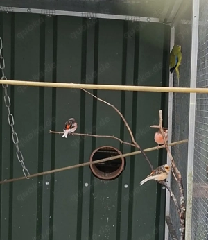 Harlekin Kanarien 2025 abzugeben