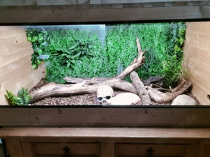 Königspython - Piebald