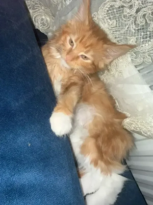 süsse meine coon baby katze 