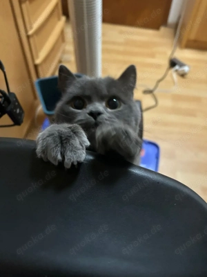 BKH sucht neeues zuahuse   