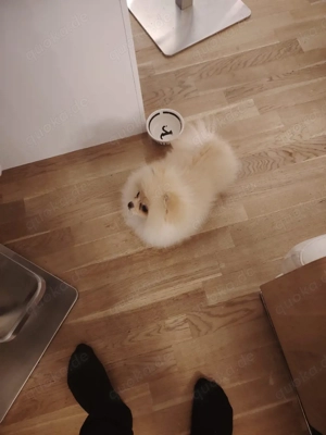 Zwergspitz Pomeranien