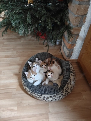 Maine-Coon BKH-Mix-Edel-Kitten