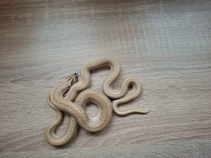 2.0 Heterodon nasicus Toffee Superconda nz 25