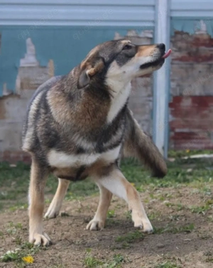 Toffee   ein Herz auf vier Pfoten sucht ihr Zuhause   