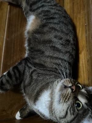 katze sucht ein nues wohnung 