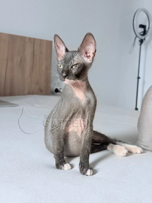 Süße Don Sphynx Kätzchen mit Schnurrhaaren