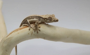 Kronengecko - J1 - Gecko - Correlophus ciliatus - Crested Gecko 
