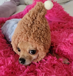 Chihuahua zu verkaufen