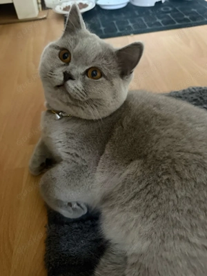 Ein treuer kleiner Freund wartet auf sein Zuhause   