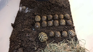 Griechische Landschildkröten NZ 2025