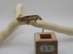 Kronengecko - J2 - Gecko - Correlophus ciliatus - Crested Gecko 