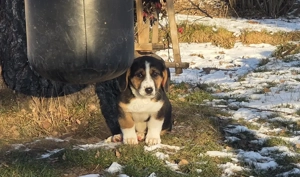 Basset-Bernersennen-Schäferhund-Mischling 