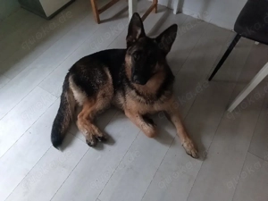 deutscher schäfer hund 