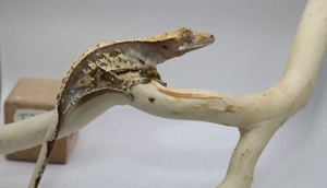 Kronengecko - T2 - Gecko - Correlophus ciliatus - CrestedGecko - 0.1