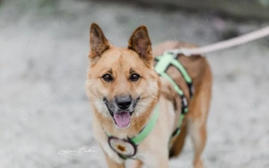 Flauschiger Teddy mit freundlicher Seele