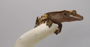 Kronengecko - J3 - Gecko - Correlophus ciliatus - Crested Gecko
