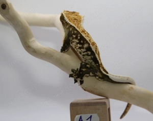 Kronengecko - A1 - Gecko - Correlophus ciliatus - CrestedGecko - 1.0 - male