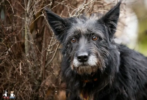 Mariechen sucht ein Zuhause