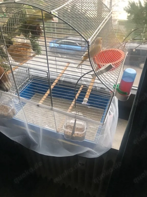 vögel kanarien weibchen und verdone mänchen 