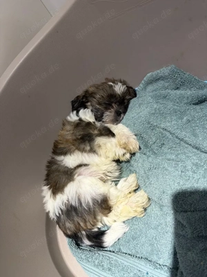 shih tzu mischung welpen