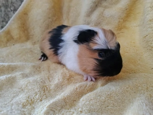 Meerschweinchen Böcke 8 Wochen 