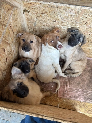 Hundewelpen suchen ihr 5 Sterne Zuhause