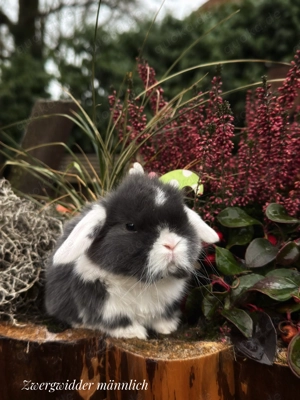 Superzahme Zwergwidder suchen Dich! Kaninchen Zwergkaninchen 