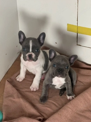 Französische Bulldogge - ein Mädchen und ein Junge.