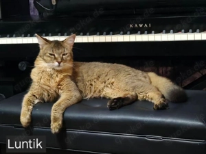 Chausie-Kätzin mit Stammbaum und Abessinier-Temperament