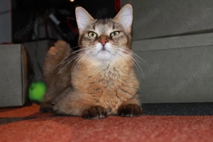 Chausie-Kätzin mit Stammbaum und Abessinier-Temperament
