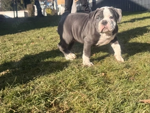 old english bulldog welpen