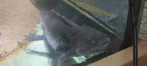 3 Axolotl's 2 Männchen-1 Weibchen