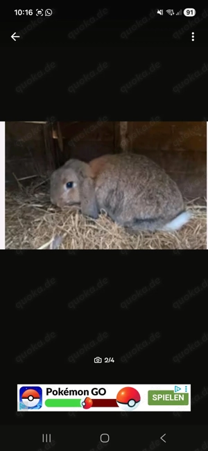 1 Zwerghase Widder abzugeben 