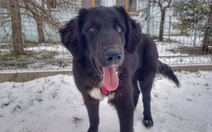 Stattliche Hündin Madeira mit großem Herzen Bild 5