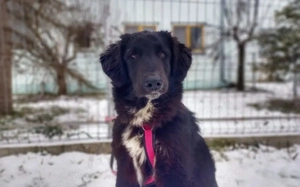 Stattliche Hündin Madeira mit großem Herzen