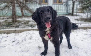 Stattliche Hündin Madeira mit großem Herzen Bild 2