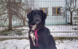 Stattliche Hündin Madeira mit großem Herzen Bild 3