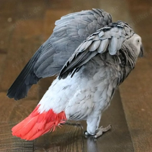 Verfügbare Graupapageien