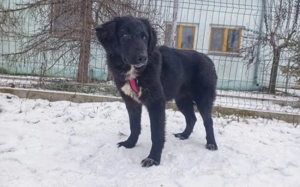 Stattliche Hündin Madeira mit großem Herzen Bild 4