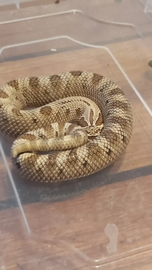 Hakennasennattern - Heterodon nasicus