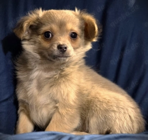 Chihuahua - Welpen ( Langhaar )