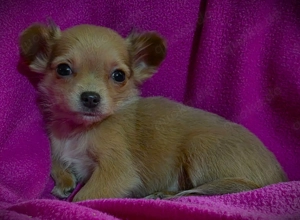 Chihuahua - Welpen ( Langhaar ) Bild 2